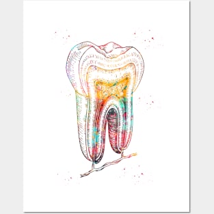 Human tooth structure Posters and Art